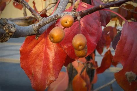 Ornamental Pear Tree Fruit Ornamental Pear Autumn High Resolution