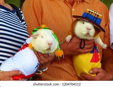 Guinea Pigs Cuy Traditional Dresses Peru Stock Photo