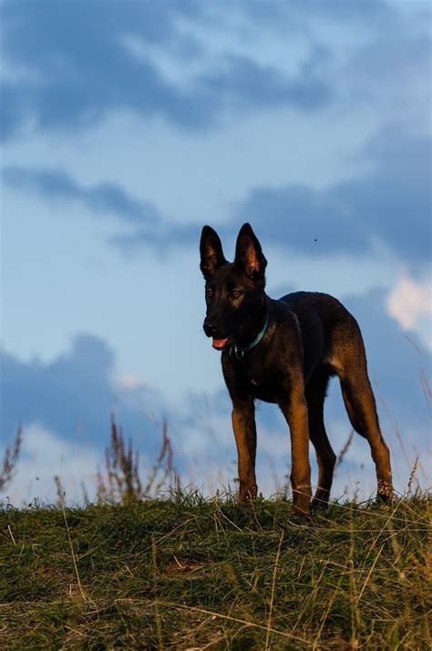 Free Belgian Malinois Malinois Images Pixabay