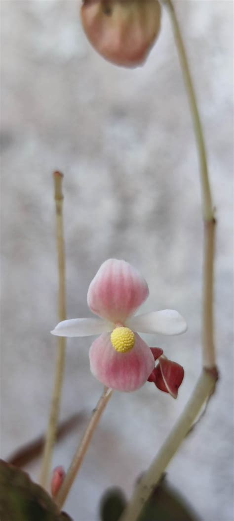 obsessed with the flowers : r/begonias