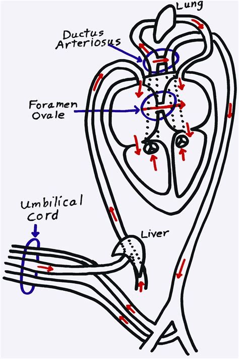 An Image Of The Structure Of The Human Heart And Its Major Functions Labeled In Red