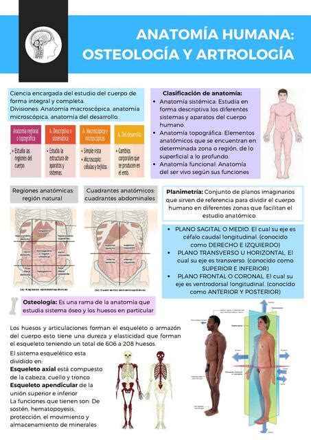 Anatom A Huamana Osteolog A Y Artrolog A Nessa Udocz