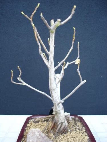 Ficus carica Les chuhin et autres grands bonsaï ParlonsBonsai