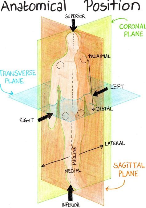 Anatomical Terms | Basic anatomy and physiology, Nurse study notes ...