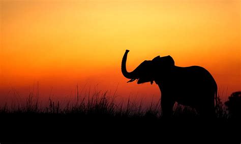 Darkest Africa... Wild animals beautifully captured in silhouette as ...