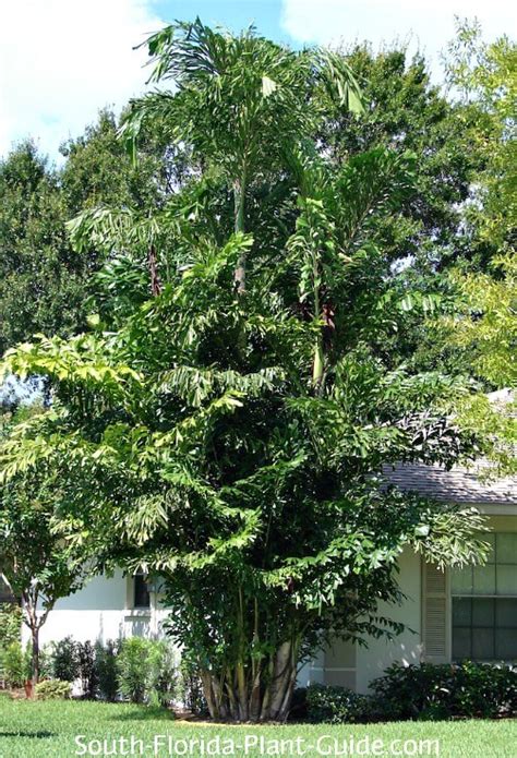 Giant Fishtail Palm