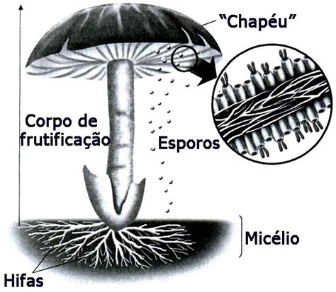 O Que Sao Hifas E Micelio - Faça um desenho representando um fungo e destacando as hifas, o micelio ...