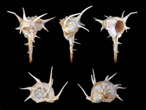 Bolinus Cornutus Or Horned Murex Is A Predatory Species Of Sea Snail