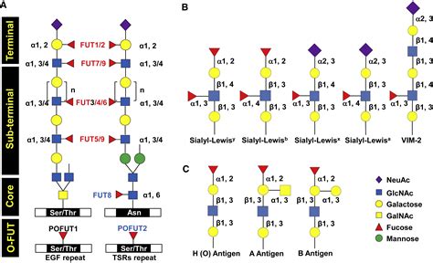 Unmasking Fucosylation From Cell Adhesion To Immune System Regulation