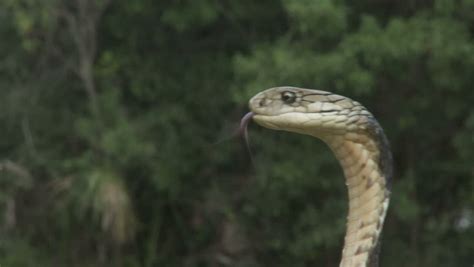 King Cobra Alert & Angry Stock Footage Video 1387267 - Shutterstock