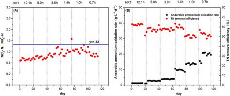 The performance of ANAMMOX process at different HRTs (a) NO − 2 -N/NH ...