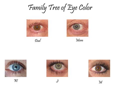 Parents Eye Color Child Chart