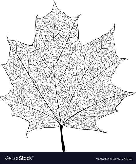 Leaf skeleton Royalty Free Vector Image - VectorStock