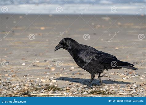 Crow On The Beach Stock Photo Image Of Beach Bird 161188236