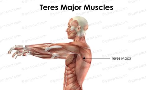 10 Teres Major Exercises To Get A Bigger Upper Body