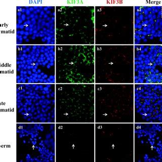 Fluorescence In Situ Hybridization Showing The Expression Pattern Of