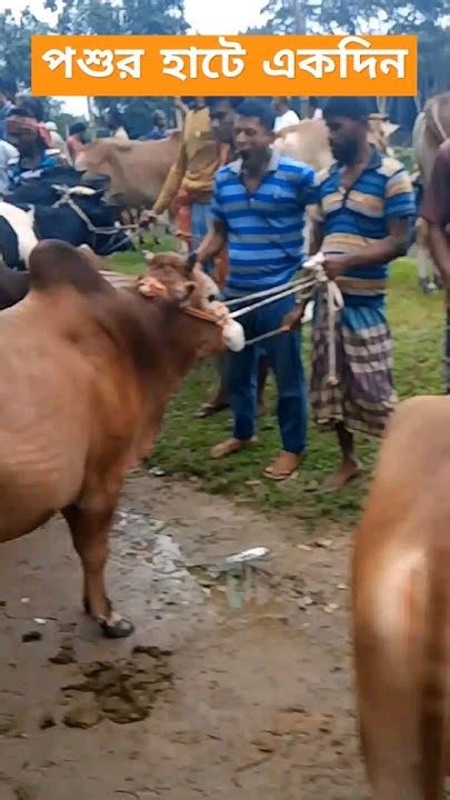 দেশের সবচেয়ে বড় গরুর হাটে ৫০ মনের গরু Shorts Cow কুরবানীরগরুর