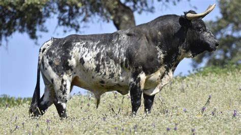 Los Toros De Gerardo Ortega En La Finca Los Llanos De Santa Olalla Del Cala