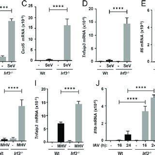 Increased Inflammatory Gene Expression In Irf Mice Upon Sev