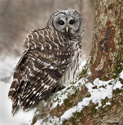 Barred Owl Perched Emma England Nature Photography