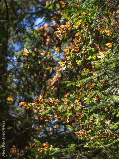 Monarch Butterflies in Monarch Butterfly Biosphere Reserve, Michoacan, Mexico Stock Photo ...