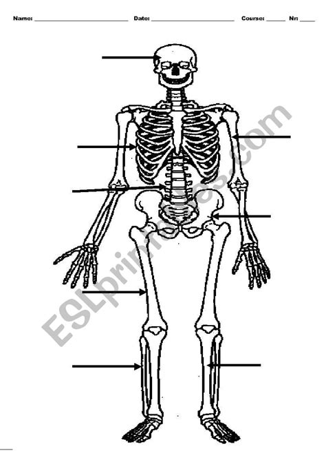 The Skeleton Esl Worksheet By Mbrq