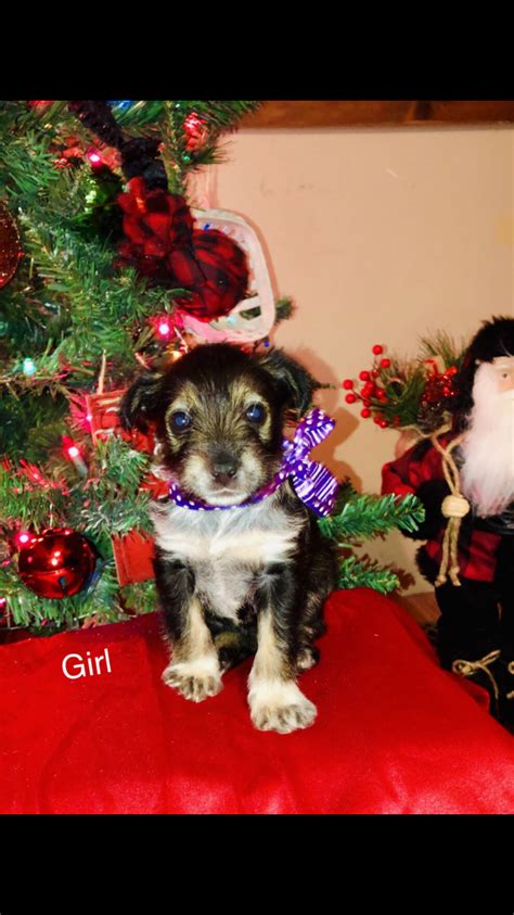 Snorkie Puppies For Sale | Edinburg, TX #318475 | Petzlover