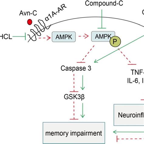 Vpa Promotes The Proliferation Of Neural Stem Cells Nscs