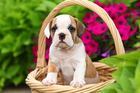 English Bulldog Beagle Mix