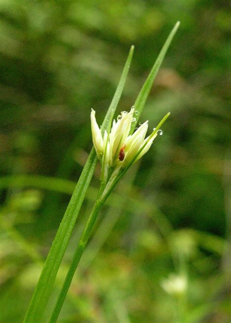 White Beak Sedge From About Air Miles Northwest Of Beacon Rock St