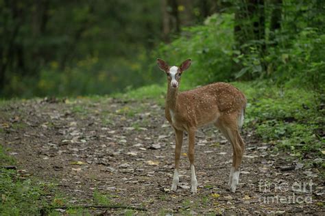 White-tailed Deer Piebald fawn Photograph by Tammy Wolfe - Fine Art America