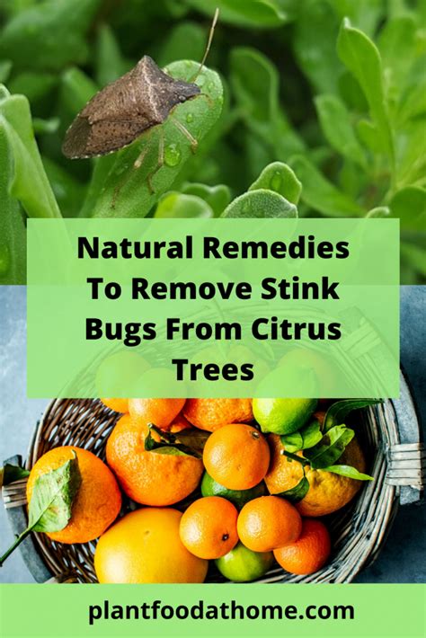 Natural Remedies To Remove Stink Bugs From Citrus Trees