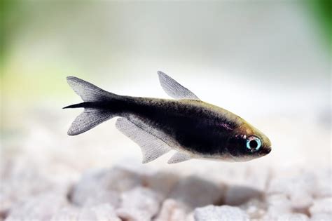 Black Emperor Tetra The Fish Guy