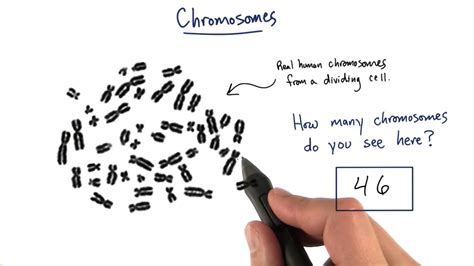 Chromosomes Tales From The Genome Youtube