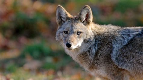 Coyote Caught On Video Roaming Virginia Beach Neighborhood