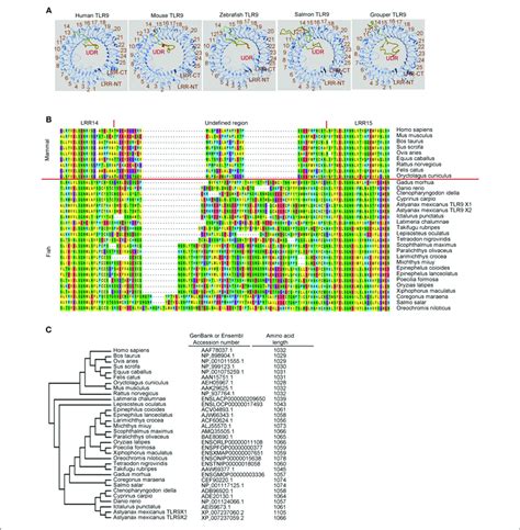 Undefined Region Of Toll Like Receptor 9 Tlr9 From Different Download Scientific Diagram