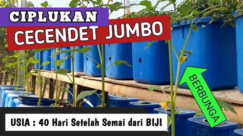 40 HSS Cara Menanam CIPLUKAN CECENDET JUMBO Dengan Sistem Wick