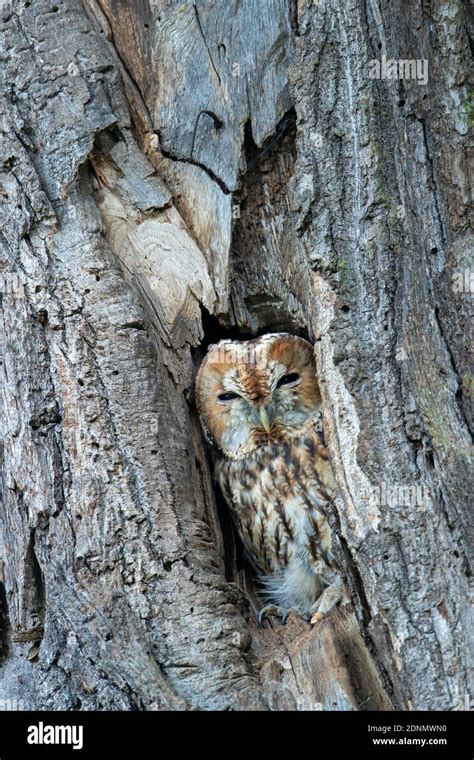 Tawny Owl Strix Aluco Peering Out From A Hole In A Tree Germany