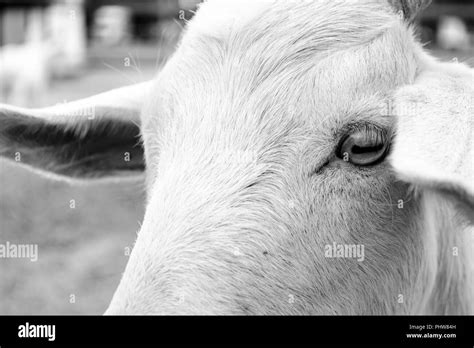 Goat pupils Black and White Stock Photos & Images - Alamy