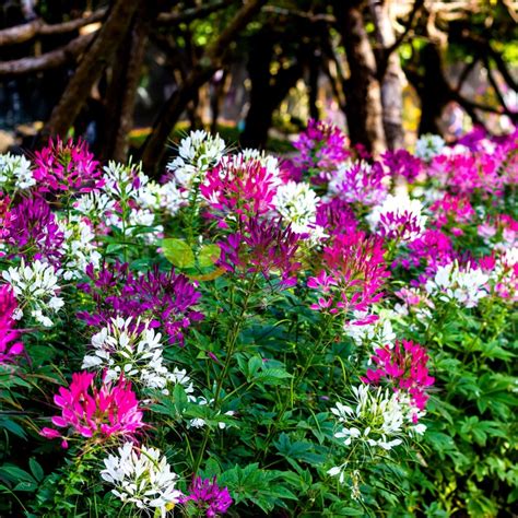 Spider flower mixed seeds (Cleome spinosa) | Happy Green Shop