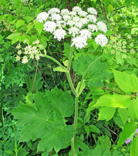 Cow Parsnip Heracleum Maximum In Beaver County Pa