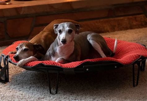 Dog Beds — Homeskooling 4 Dogs