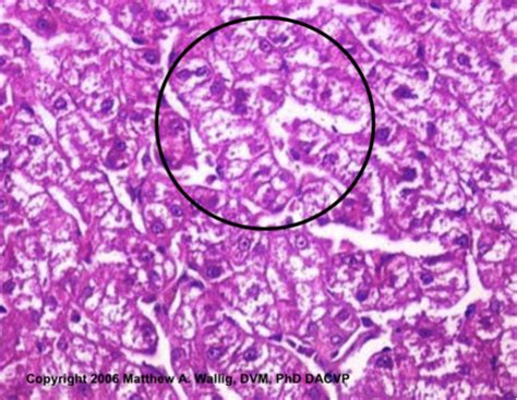 VM 605 Pathology Midterm Flashcards Quizlet