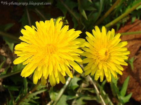 Dandelion Nature Cultural And Travel Photography Blog