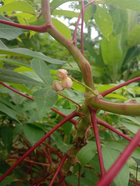 Cassava S Hidden Bloom: a Rare Glimpse of Nature S Subtle Beauty Stock ...