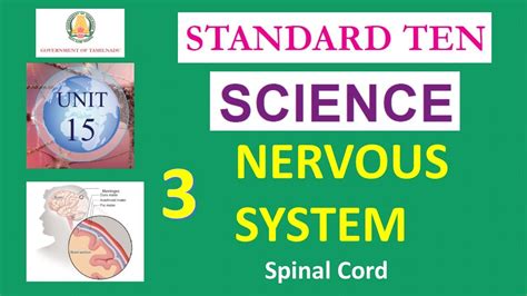 153 Tn Sslc Science Unit 15 Nervous System Spinal Cord Part 3 Youtube