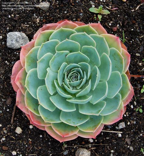 Plantfiles Pictures Echeveria Species Blue Echeveria Echeveria