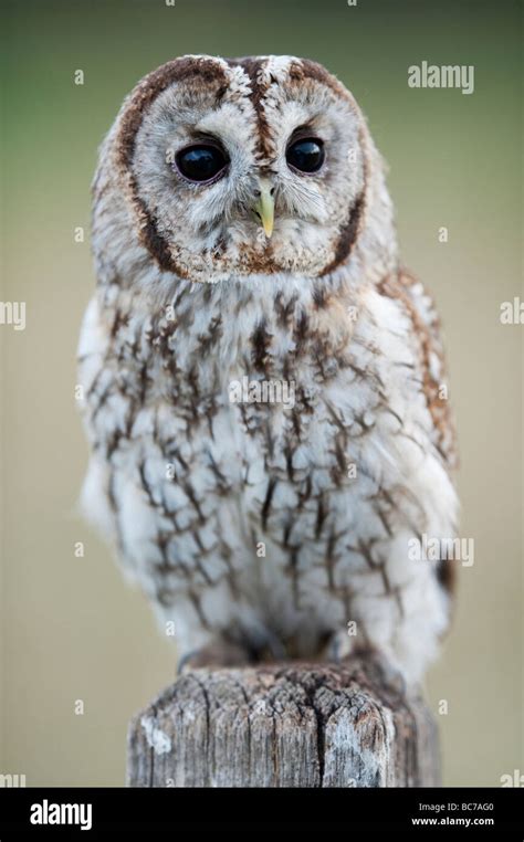 Chouette Hulotte Strix Aluco Enr Sur Un Panneau En Bois Dans La