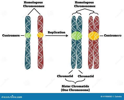 Chromosomes Stock Vector Illustration Of Acids Chromosome 41908083