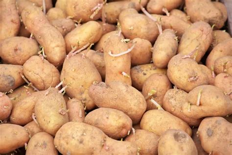 Kann Man Keimende Kartoffeln Noch Essen Tastybits De Jannik Kocht